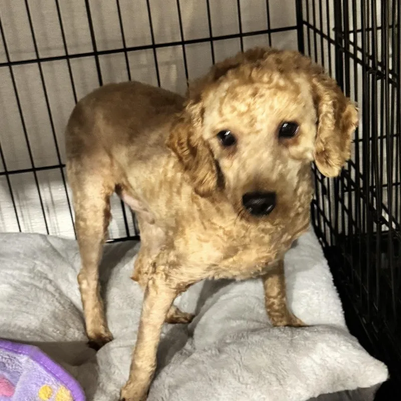 A young small-sized male Red / Chestnut / Orange Poodle dog named Cooper for adoption in Ozone Park, NY