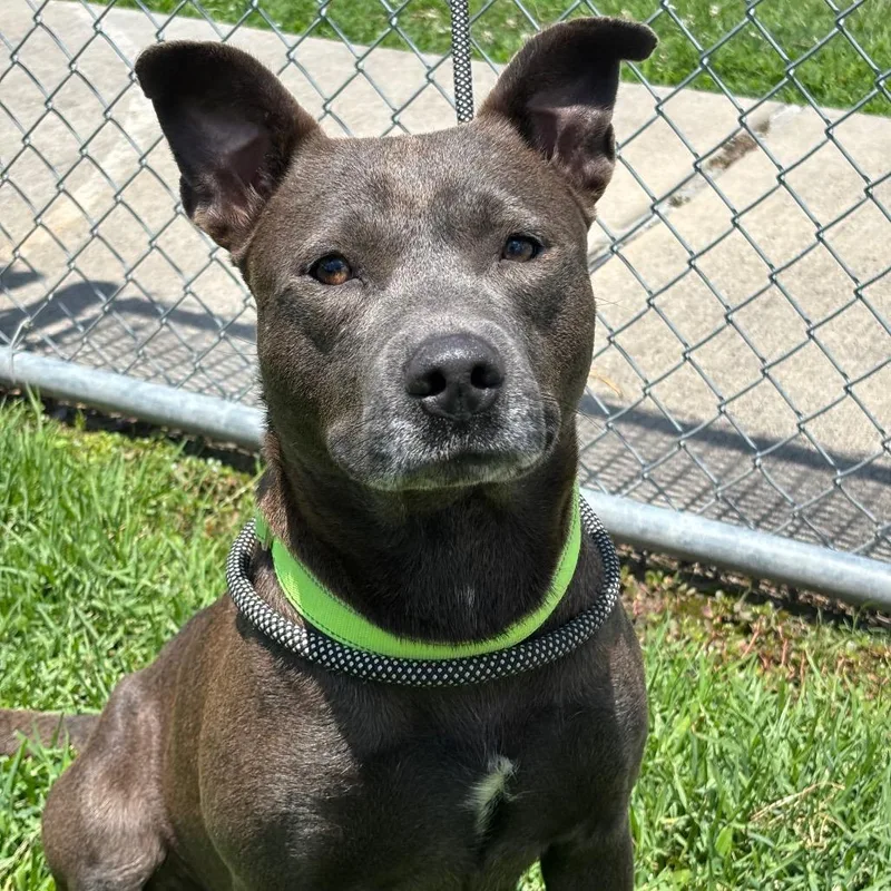 An adult medium-sized female Brown / Chocolate Pit Bull Terrier dog named Morticia for adoption in League City, TX