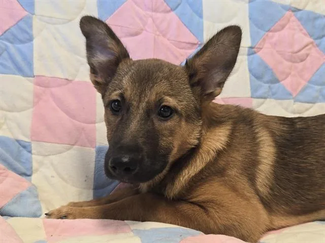 A baby small-sized male German Shepherd Dog dog named Alto for adoption in Auburn, CA