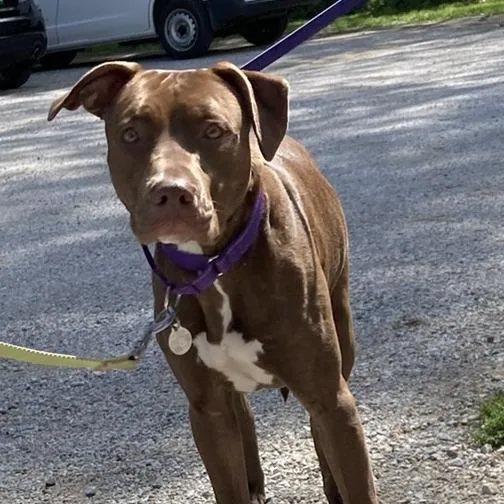 A young medium-sized female Labrador Retriever dog named Maple for adoption in Pittsford, VT