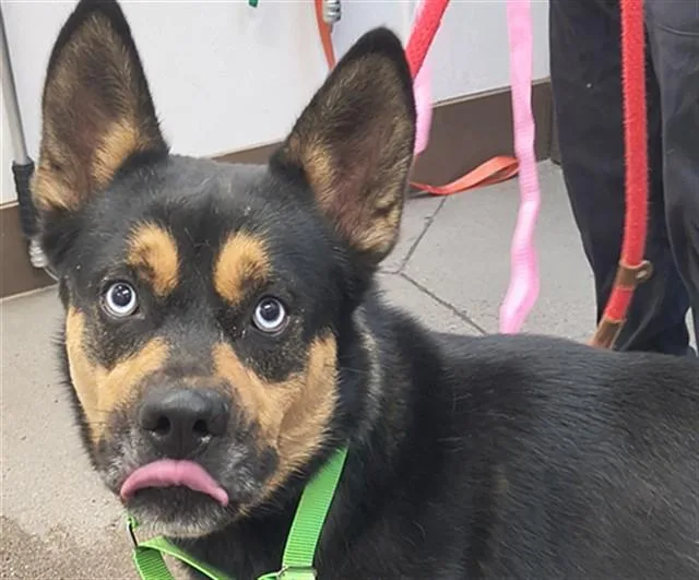 A young large-sized male German Shepherd Dog dog named Marsbars for adoption in Tucson, AZ