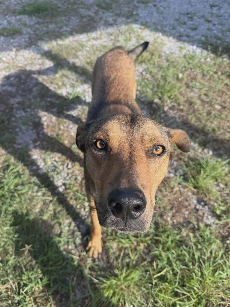 A young medium-sized male Tricolor (Brown, Black, & White) Black Mouth Cur dog named Callum for adoption in Wolfe City, TX