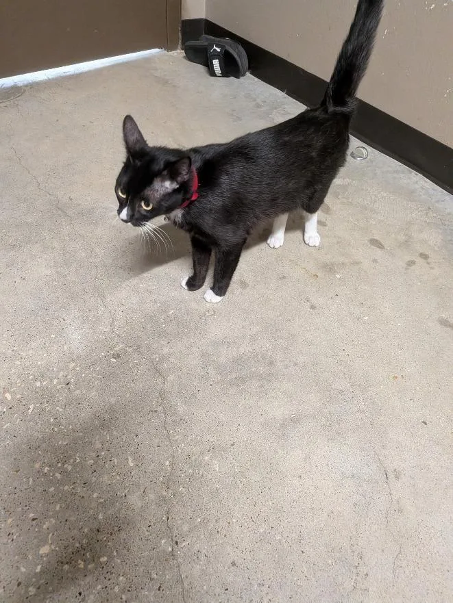 A young medium-sized male Domestic Short Hair cat named Itsy for adoption in Huntsville, TX