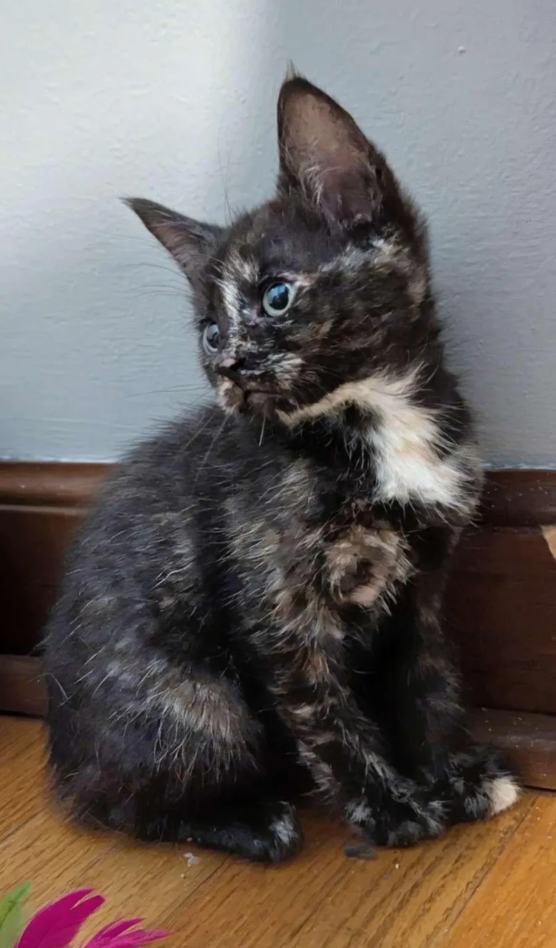 A baby medium-sized female Tortoiseshell Domestic Short Hair cat named Dusk for adoption in Buffalo, NY