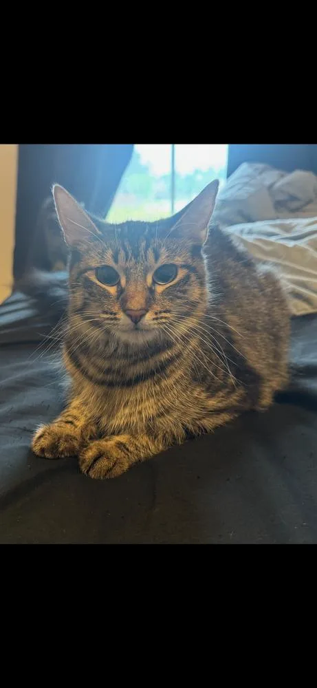 A young medium-sized female Tabby cat named Brioche for adoption in Dallas, TX