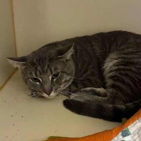 An adult large-sized male Gray / Blue / Silver Domestic Short Hair cat named Anemone for adoption in Dayton, OH