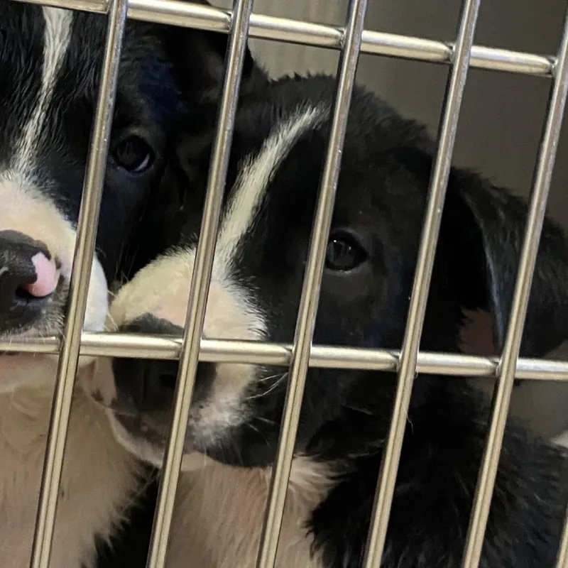 A baby small-sized male Black Mixed Breed dog named Climber for adoption in Ardmore, OK