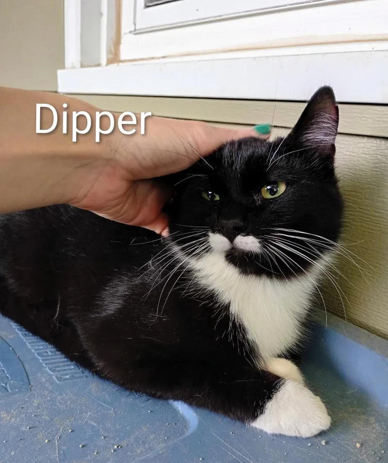 A baby medium-sized male Domestic Short Hair cat named Dipper for adoption in Saint James, MN