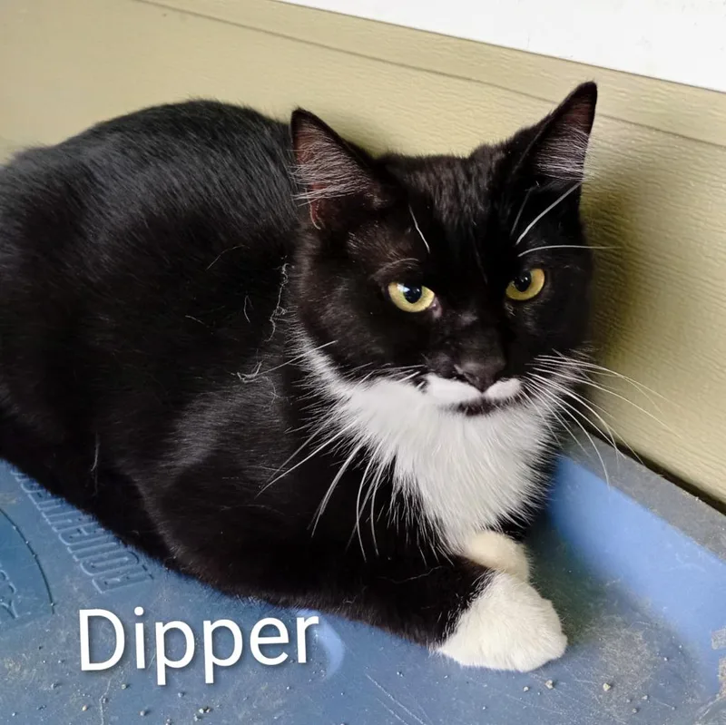 Dipper thumbnail 2