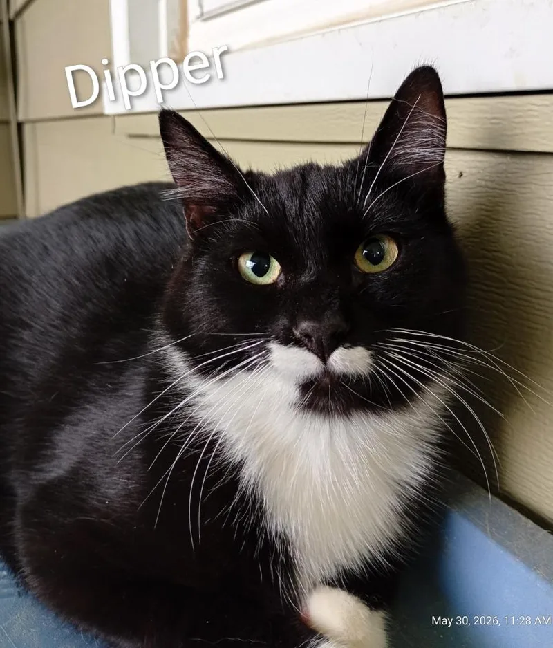Dipper thumbnail 3