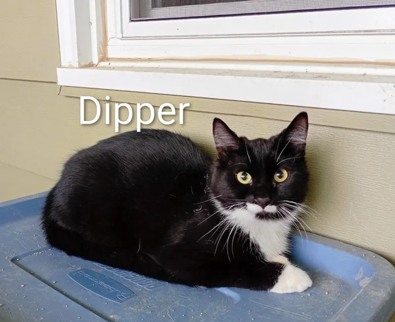 Dipper thumbnail 4