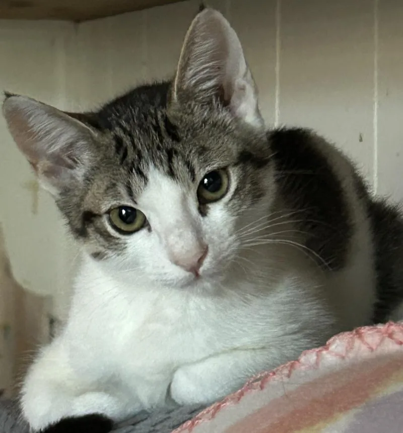 A baby medium-sized female Tabby (Tiger Striped) Tabby cat named BrieQ for adoption in North Highlands, CA