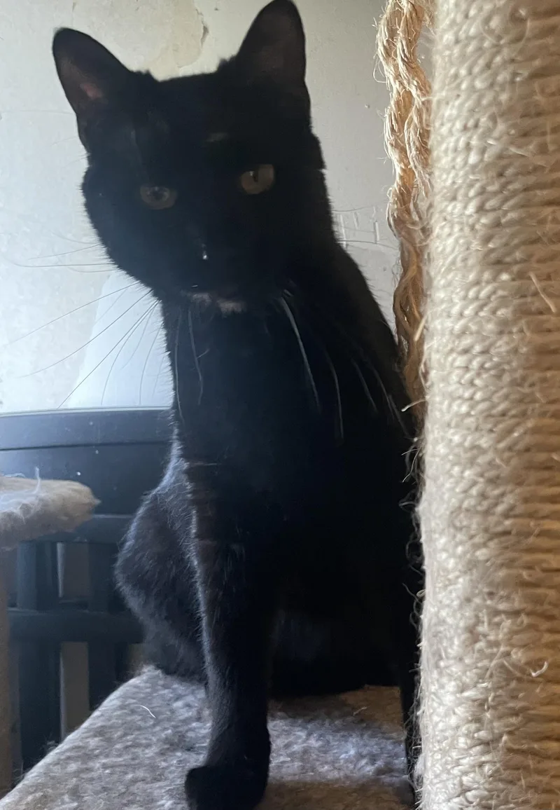 An adult medium-sized female Domestic Short Hair cat named Bridgette for adoption in Watonga, OK