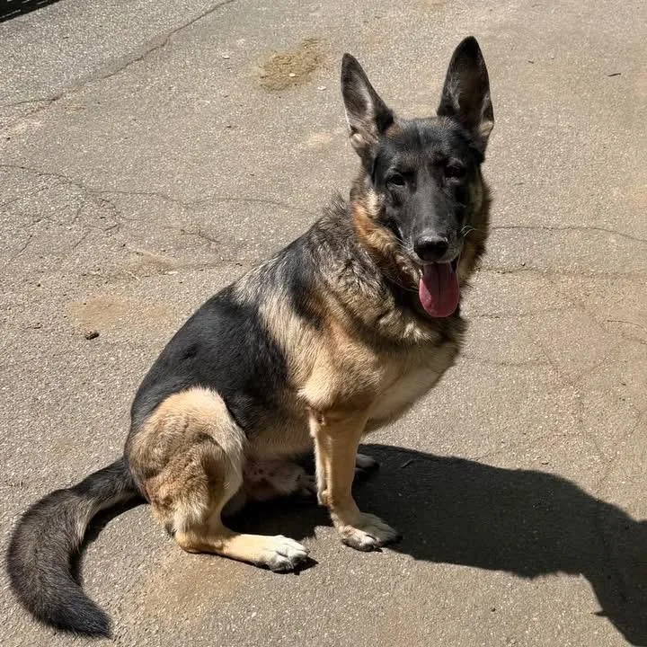 An adult medium-sized male Bicolor German Shepherd Dog dog named Apollo for adoption in Bronx, NY