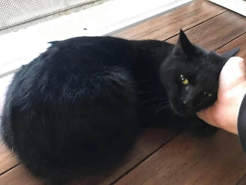 An adult medium-sized male Black Domestic Short Hair cat named Pepperoni for adoption in Cincinnati, OH