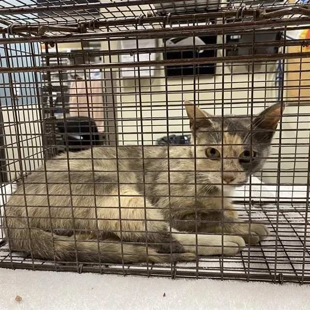 A young medium-sized female Domestic Short Hair cat named A for adoption in Modesto, CA
