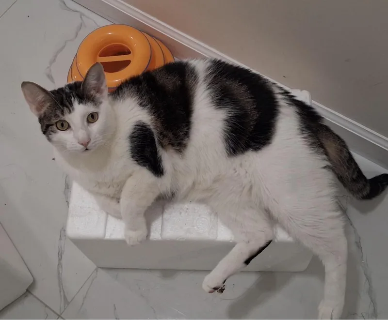 A young medium-sized male White American Shorthair cat named Zippy And Dippy for adoption in Staten Island, NY