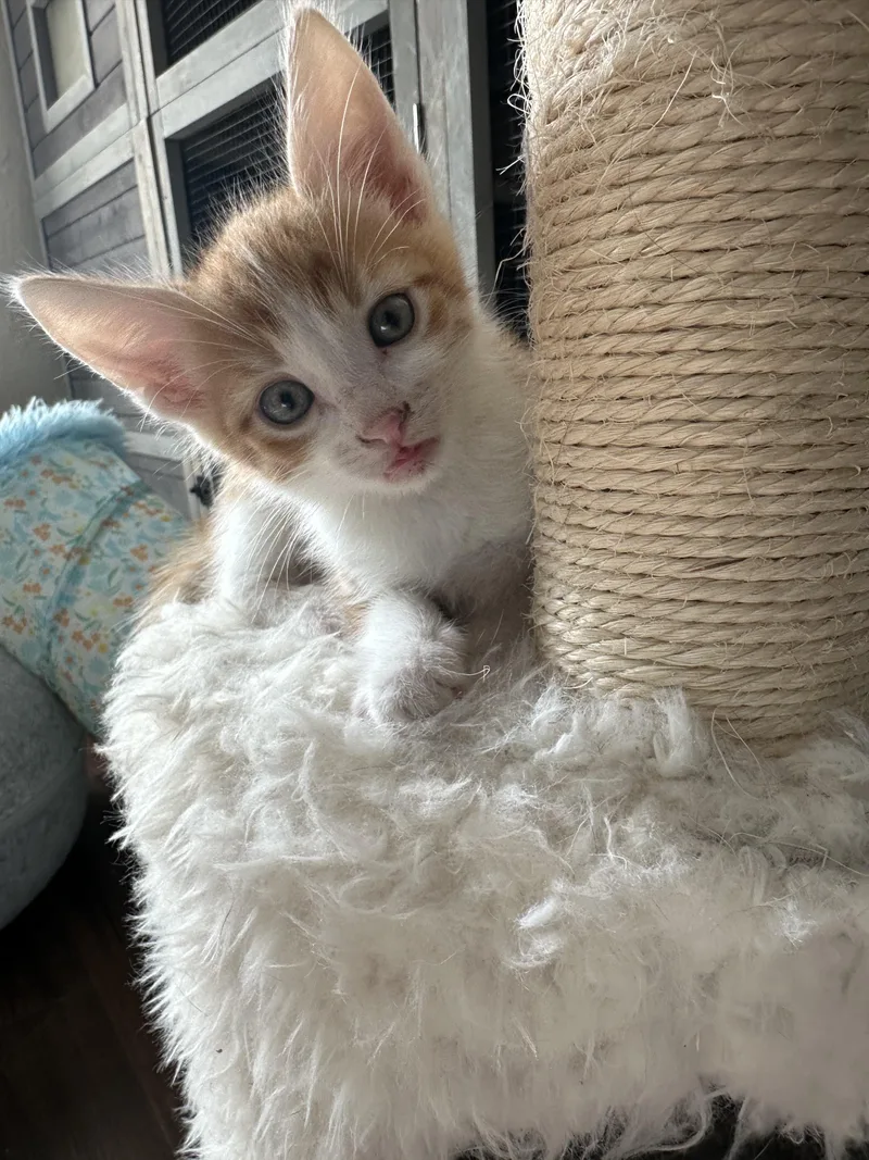 A baby medium-sized male Orange & White Tabby cat named Gus for adoption in Monrovia , CA