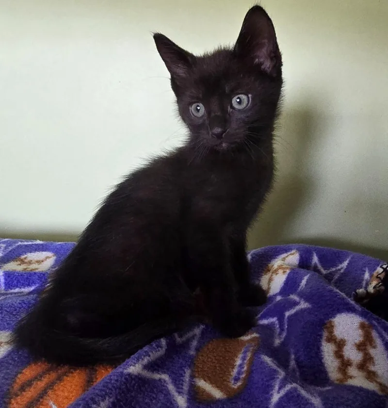 A baby small-sized male Domestic Short Hair cat named Granite for adoption in Auburn, IN