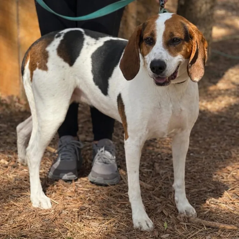An adult large-sized female Foxhound dog named Mindy for adoption in Mankato, MN