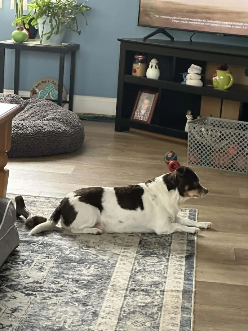 Snickers thumbnail 2