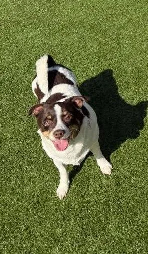 Snickers thumbnail 3