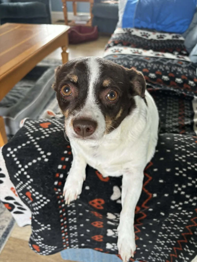 Snickers thumbnail 4