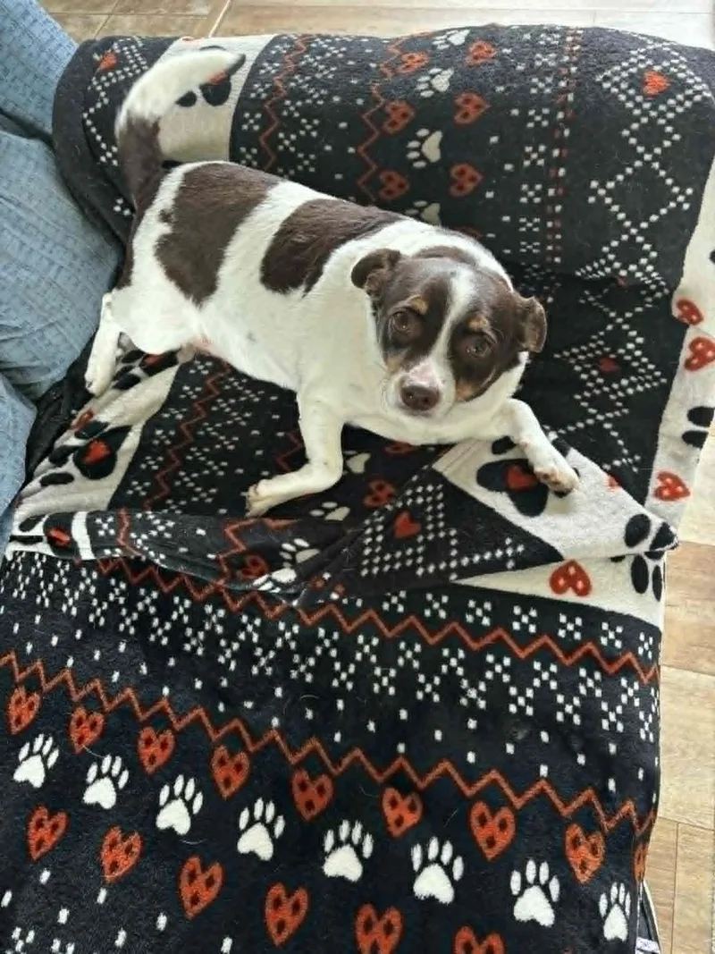 Snickers thumbnail 5