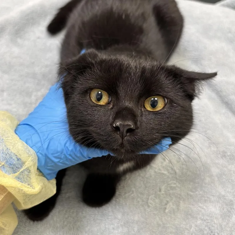 A young medium-sized female Black Domestic Short Hair cat named Harrier for adoption in Evanston, IL