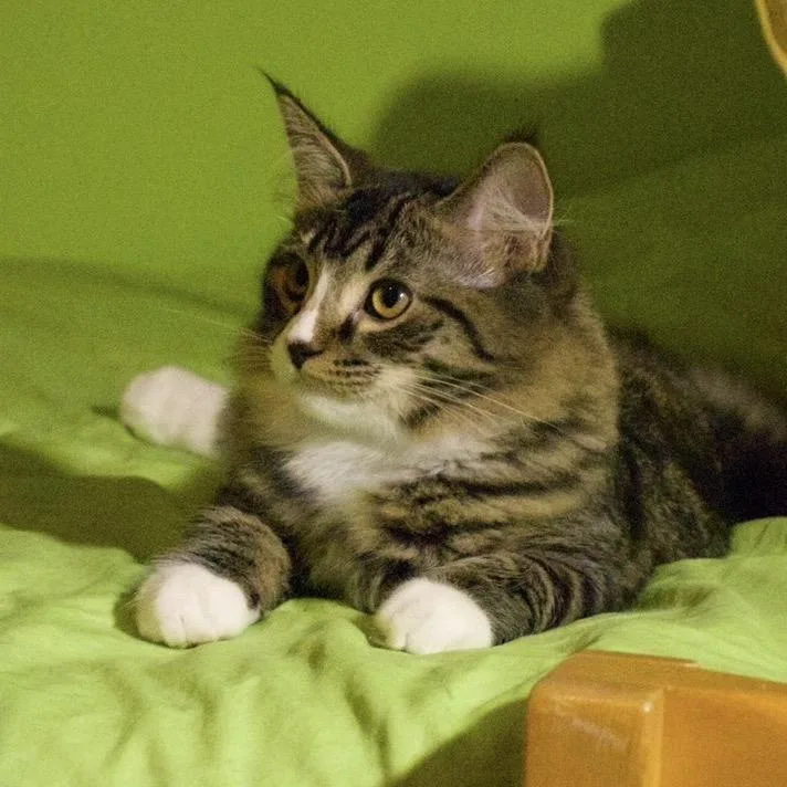 A baby medium-sized female Domestic Long Hair cat named Lady for adoption in Inver Grove Heights, MN
