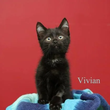 Vivian
