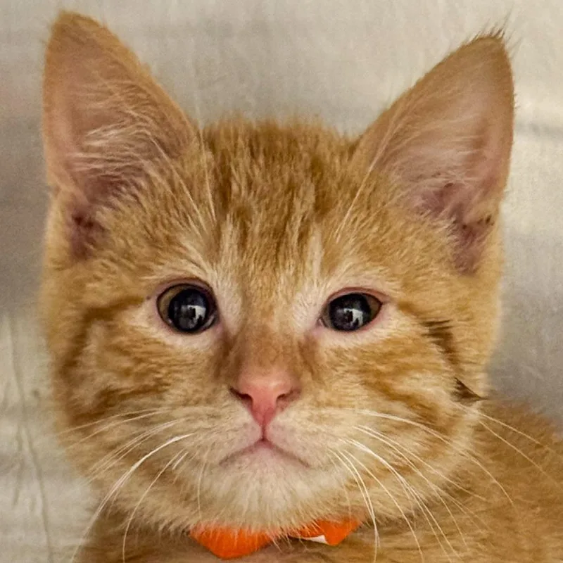 A baby small-sized male Orange / Red Domestic Medium Hair cat named Obiwan for adoption in Kennebunk, ME