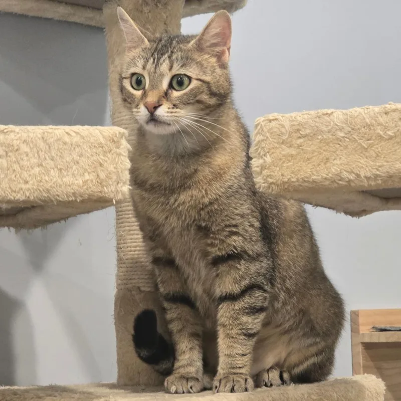 A young medium-sized female Buff / Tan / Fawn Domestic Short Hair cat named Artemis for adoption in Fairmont, WV