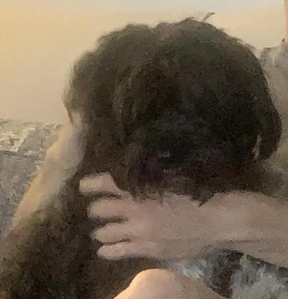 An adult small-sized male Havanese dog named Sox In Goldsboro Nc for adoption in Livonia, MI