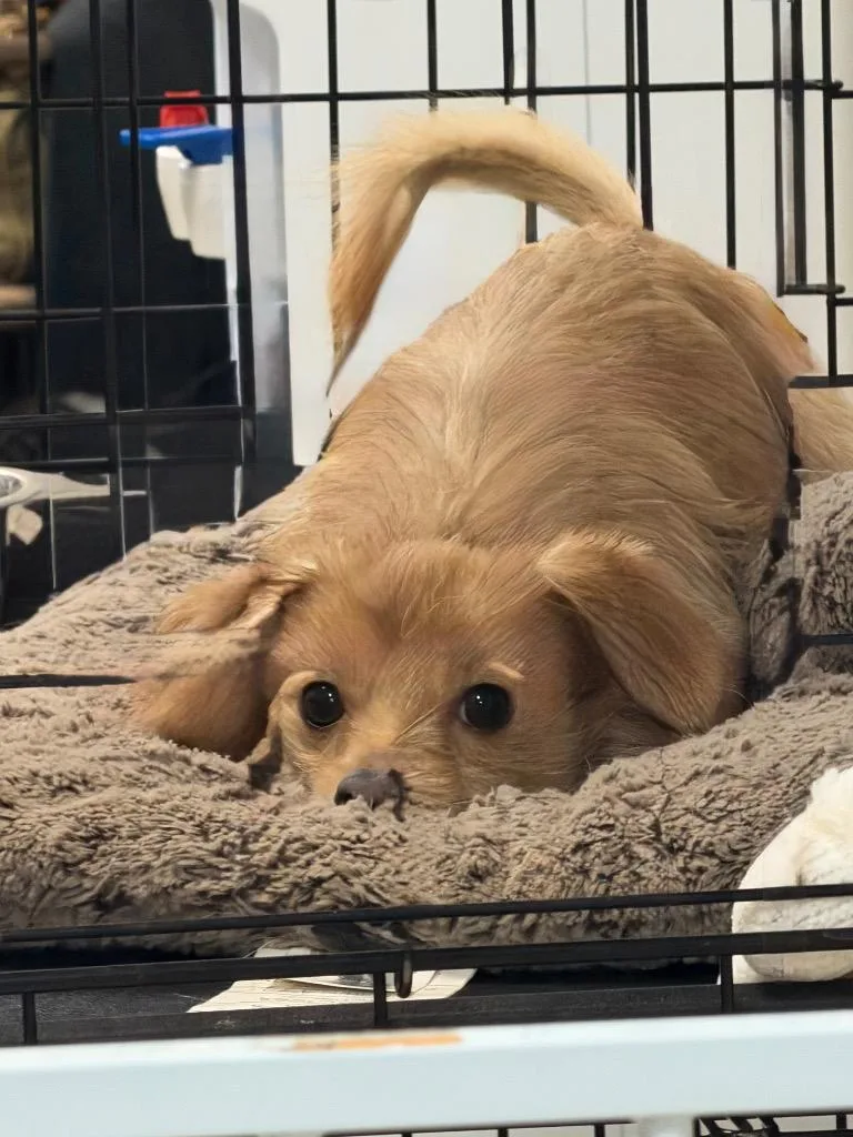 A young medium-sized male Chihuahua dog named Dug for adoption in Pomona, NY