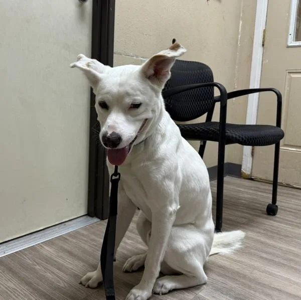 An adult medium-sized male Australian Shepherd dog named Mr. Duke for adoption in Oceanside, CA