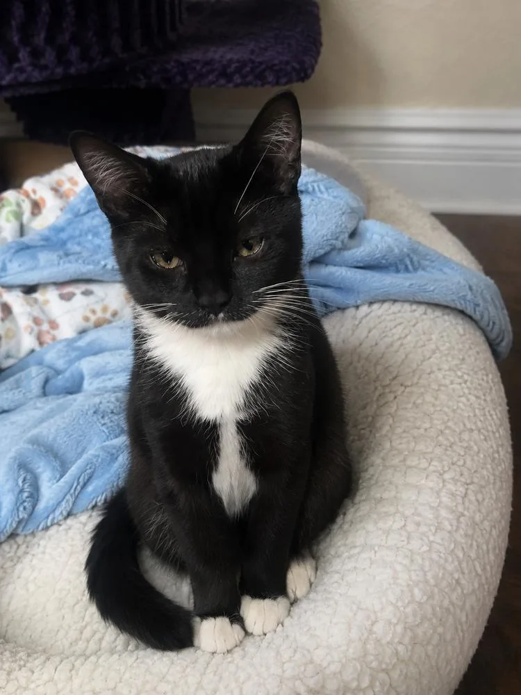 A baby small-sized male Domestic Short Hair cat named Mac for adoption in Dallas, TX