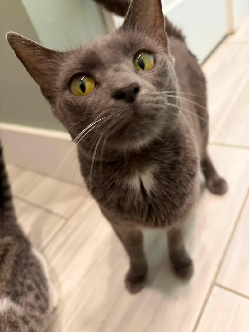 A baby small-sized female Gray / Blue / Silver Domestic Short Hair cat named Ayla for adoption in Clarksville, TN