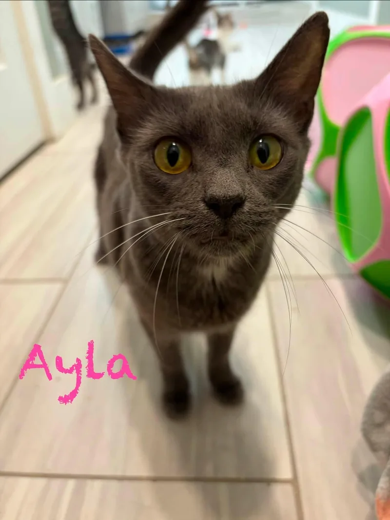 Ayla thumbnail 2