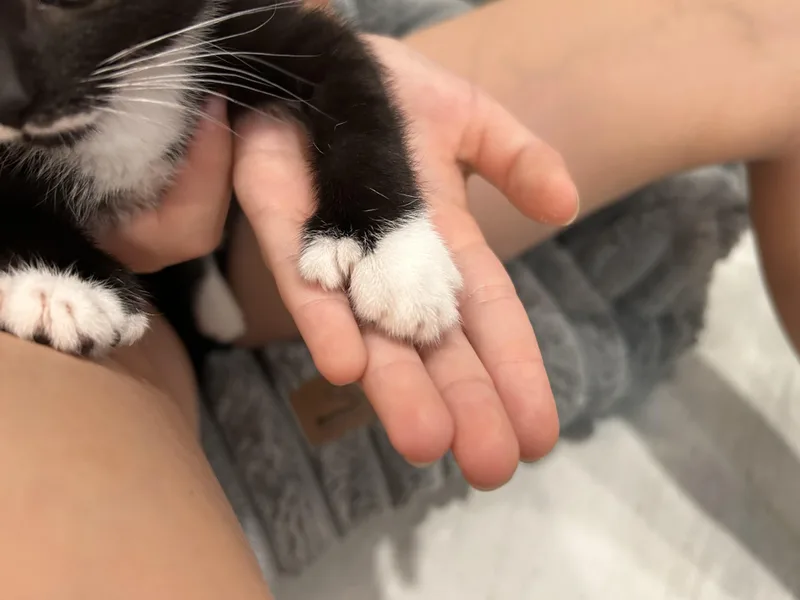 Sora