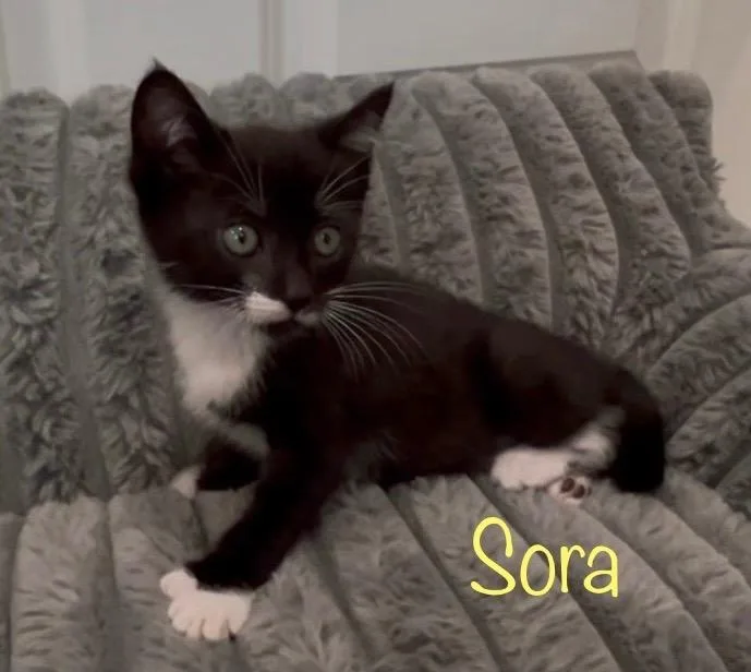 Sora thumbnail 4