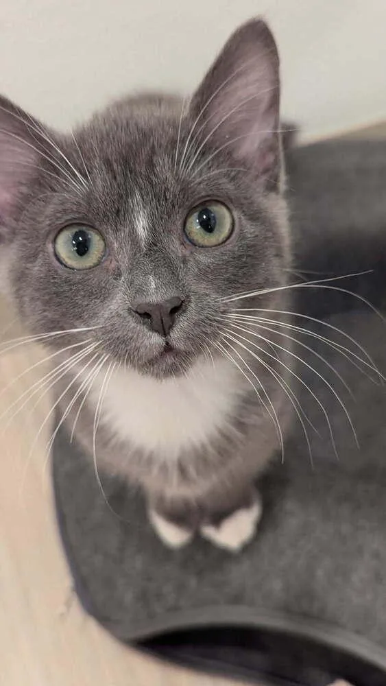 A baby small-sized male Gray & White Domestic Short Hair cat named Krinkle for adoption in Vancouver, WA