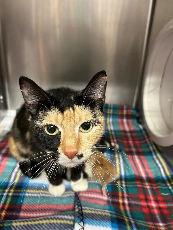 An adult small-sized female Calico Domestic Short Hair cat named Ivy for adoption in Fruit Heights, UT
