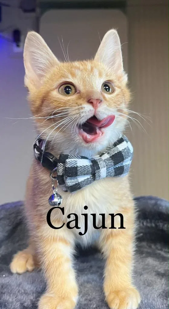 Cajun