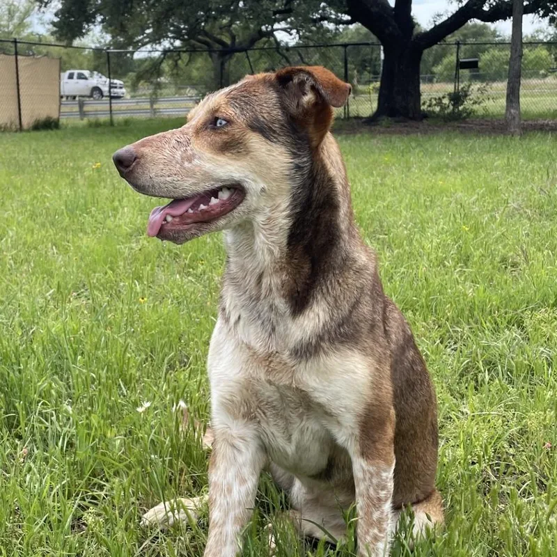 An adult small-sized female Brown / Chocolate Catahoula Leopard Dog dog named Callie for adoption in Buchanan Dam, TX