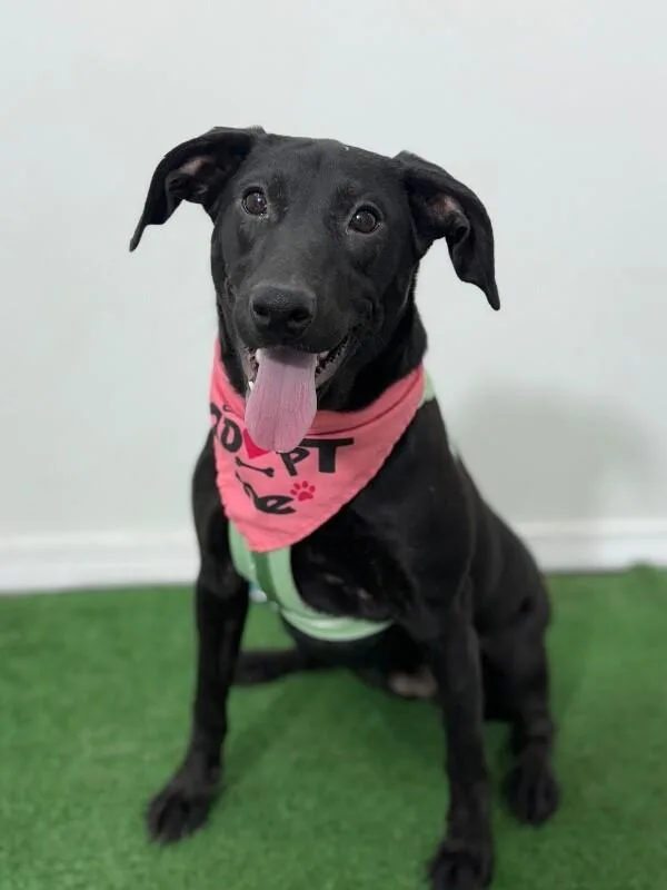 A young medium-sized female Black Labrador Retriever dog named Macchiato for adoption in Carlsbad, CA