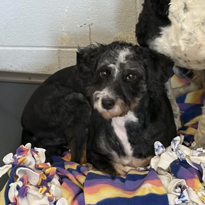 An adult medium-sized female Black Poodle dog named Pepper for adoption in Delaware, OH