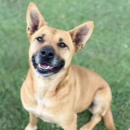 An adult medium-sized female Labrador Retriever dog named Athena for adoption in Red Bluff, CA