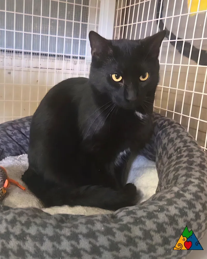 Claudius thumbnail 2