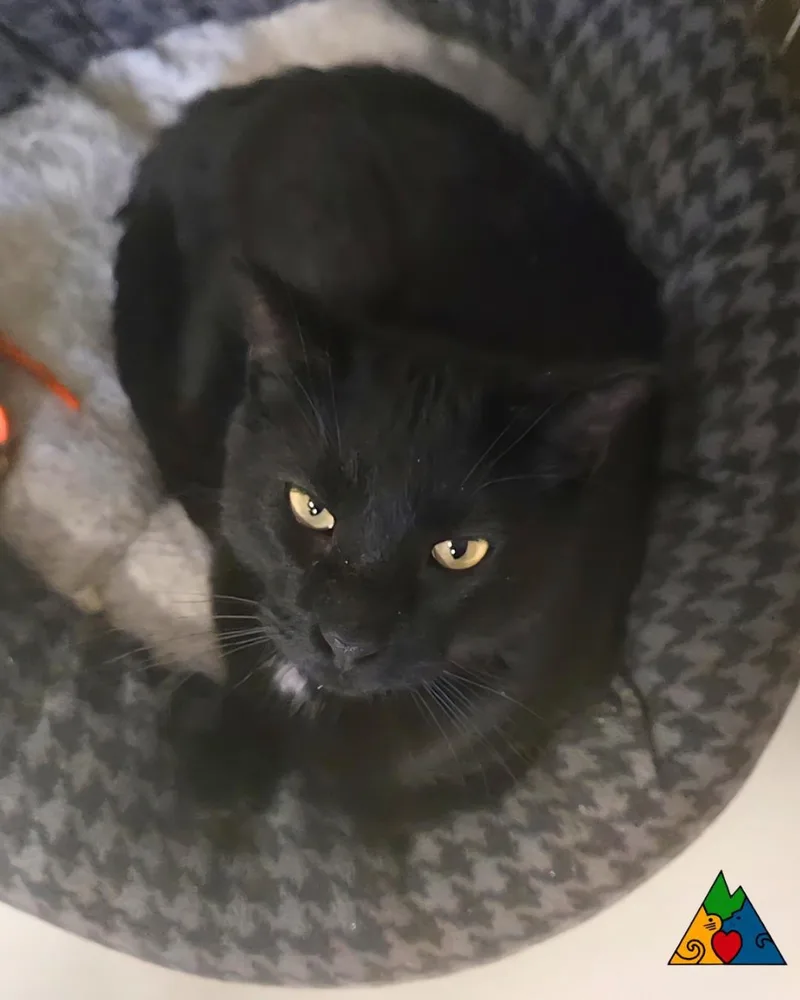 Claudius thumbnail 3